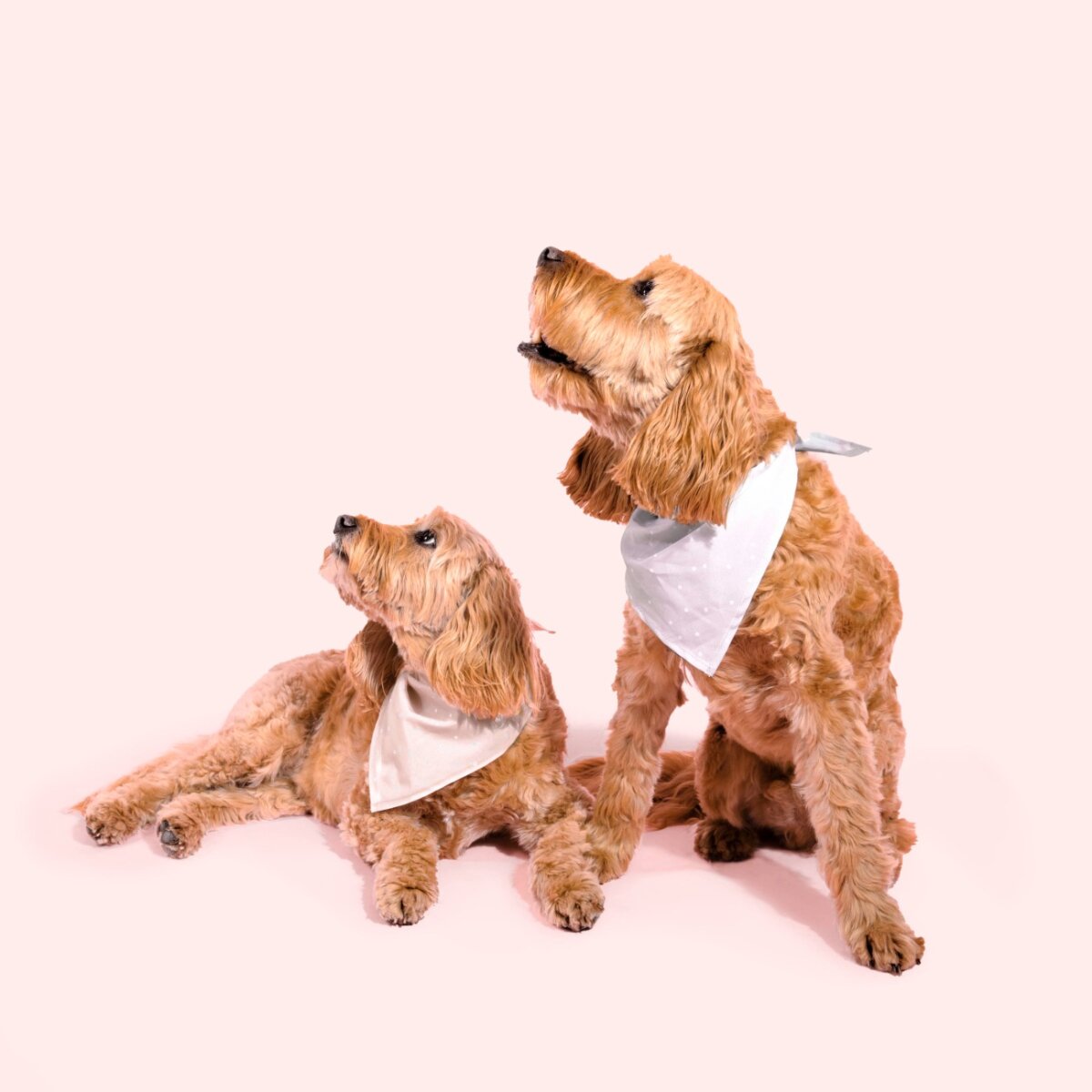 Dog Bandana and Scrunchie Set