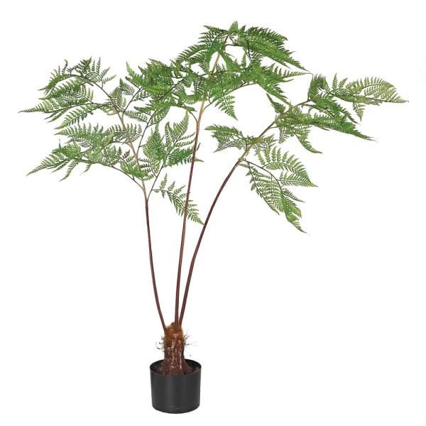 Sword Fern Plant in Black Pot